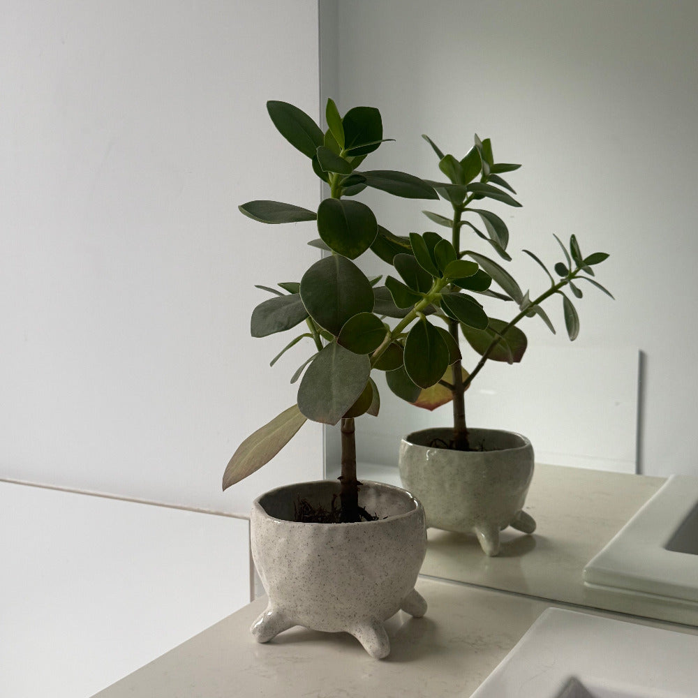 Small potted plant on a white surface with a white cabinet in the background