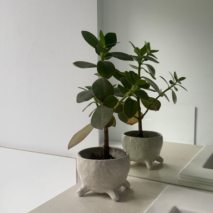 Small potted plant on a white surface with a white cabinet in the background