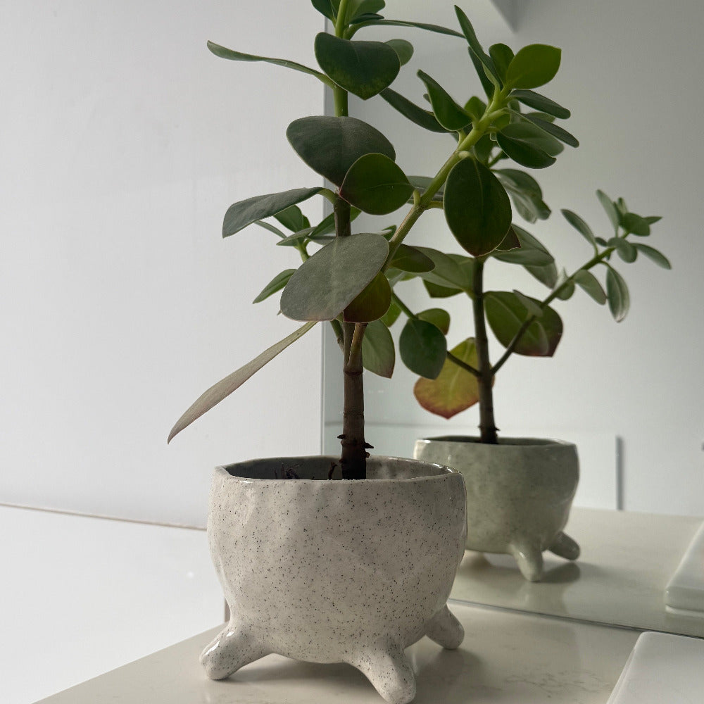 Small potted plant with a decorative concrete planter on a white surface
