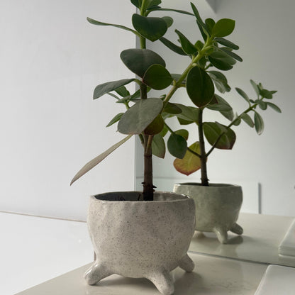 Small potted plant with a decorative concrete planter on a white surface