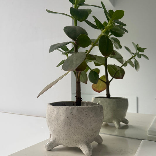Small potted plant with a decorative concrete planter on a white surface