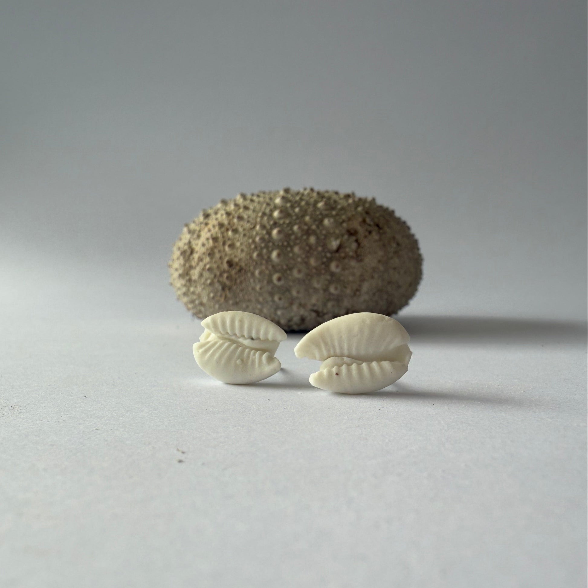 Cowrie shell porcelain earrings with organic detail and soft coastal tones, handmade in Phillip Island.