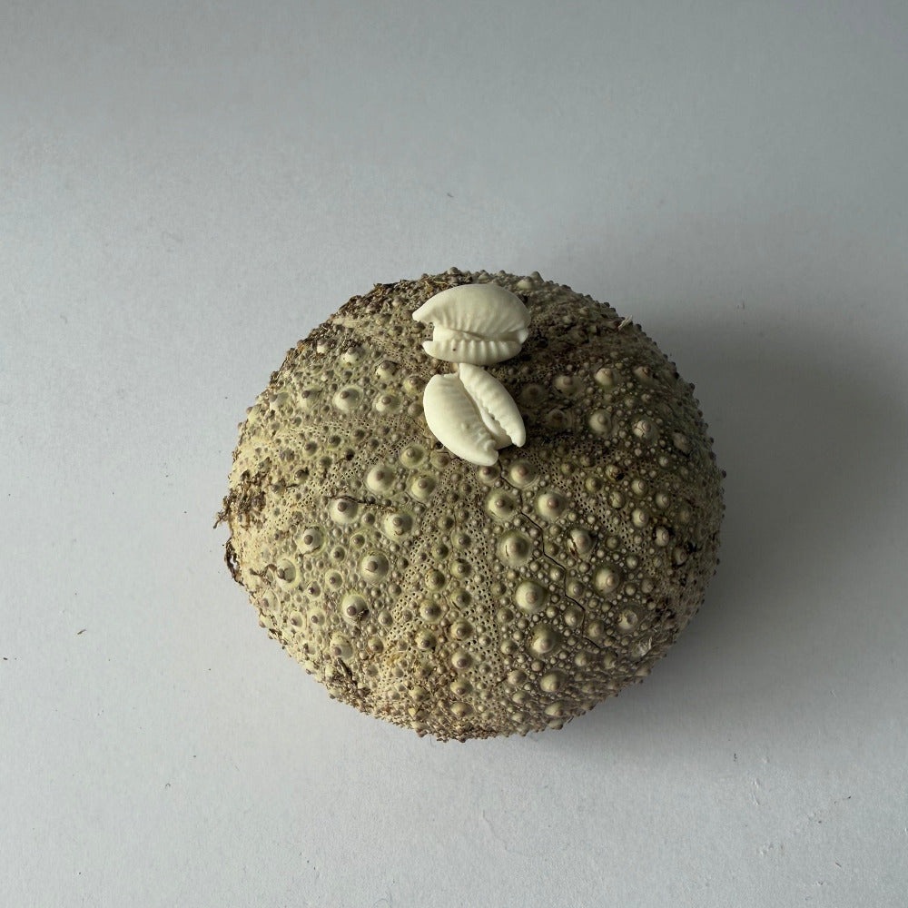 Cowrie shell porcelain earrings with organic detail and soft coastal tones, handmade in Phillip Island.